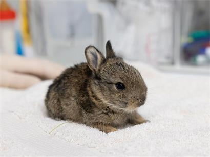 Wildkaninchen ernähren sich von Gräsern, Kräutern, Blättern und Blüten