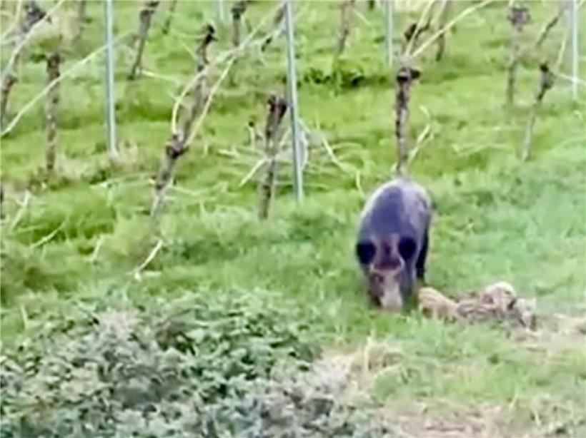 Wildschwein mit Frischlingen im grünen Weinberg, Natur und Wildtiere in ländlicher Umgebung