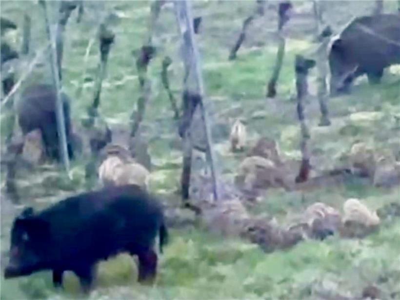 Wildschweinrotte bei Nacht im Weinberg mit Nachtsichtgerät aufgenommen, Wildtiere im Weinanbaugebiet