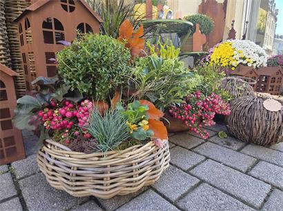 Winterfeste Pflanzen sind in Grabschalen für Allerheiligen sehr gefragt