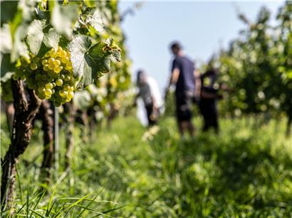 Winzer bei der Arbeit im Weinberg, nachhaltige Weinbaupraktiken im Einklang mit der Natur