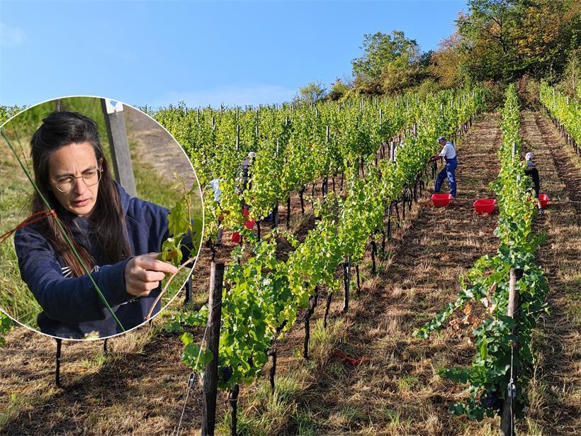Winzerin Corinne Kox hat in diesem Jahr deutlich früher mit der Weinlese begonnen als ursprünglich geplant