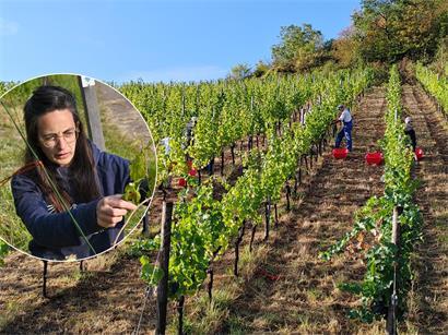 Winzerin Corinne Kox hat in diesem Jahr deutlich früher mit der Weinlese begonnen als ursprünglich geplant