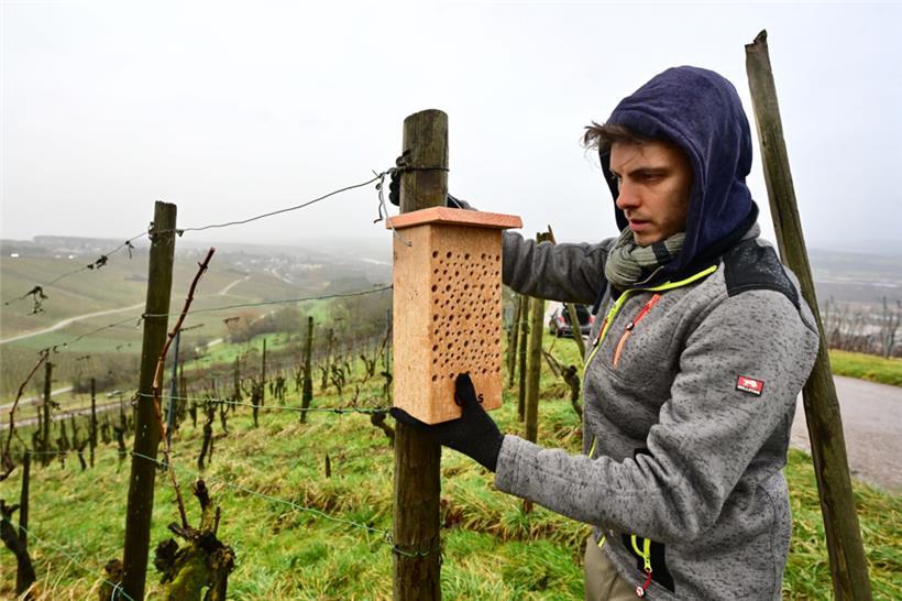 Wir haben die Insektennisthilfen des SIAS auch in unserer Parzelle angebracht
