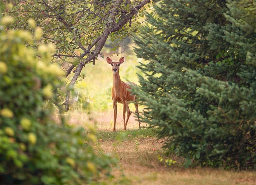 Wird „Schalenwild“ wie Rehe oder Hirsche (Symbolfoto) bald verstärkt gejagt?

