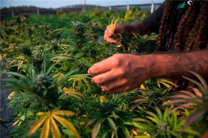 Wird der private Anbau von Cannabis erlaubt oder nicht? Eine klare Stellungnahme gibt es bislang keine.
