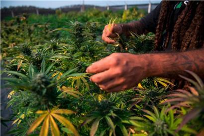 Wird der private Anbau von Cannabis erlaubt oder nicht? Eine klare Stellungnahme gibt es bislang keine.
