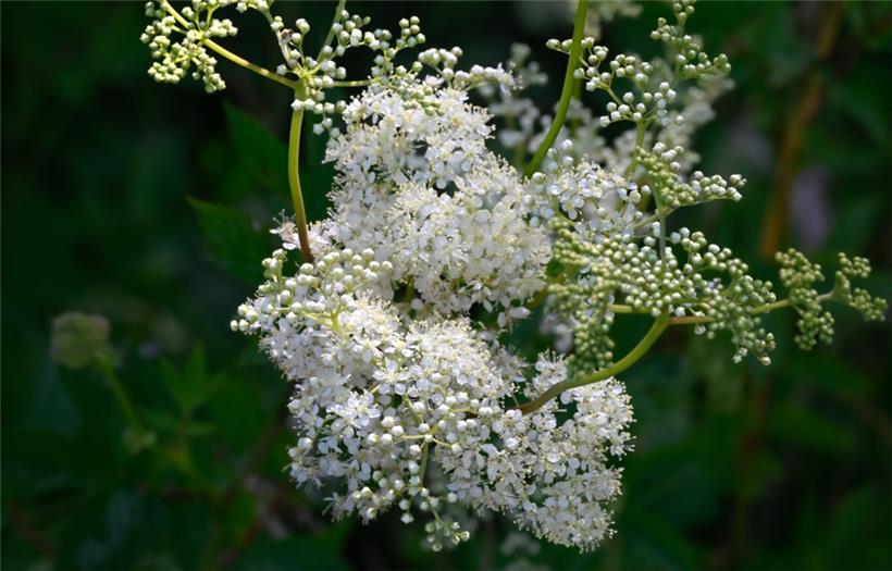 „Wisekinnigin“ oder „Reine des prés“
