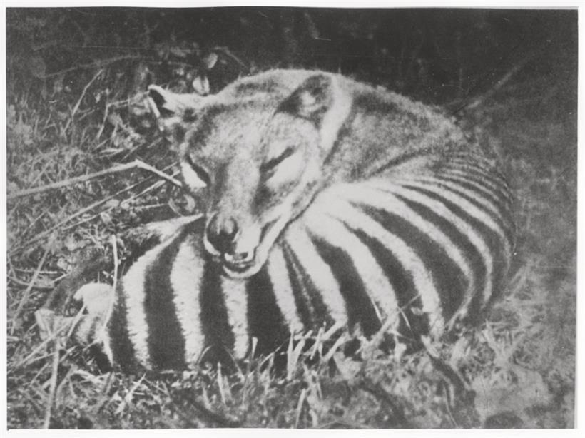 Wissenschaftler wollen den australischen Raubbeutler mittels Gentechnologie wieder zum Leben erwecken
