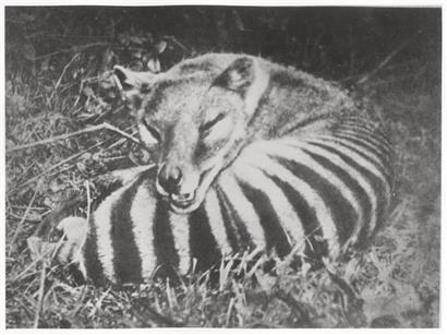 Wissenschaftler wollen den australischen Raubbeutler mittels Gentechnologie wieder zum Leben erwecken
