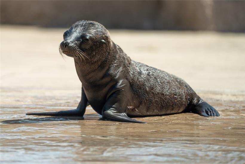 Wissenschaftlich bewiesen: Wer bei diesem Bild nicht „Oooooh!“ macht, hat kein Herz
