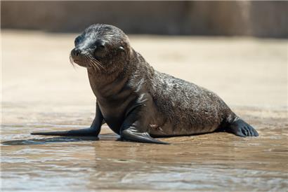 Wissenschaftlich bewiesen: Wer bei diesem Bild nicht „Oooooh!“ macht, hat kein Herz
