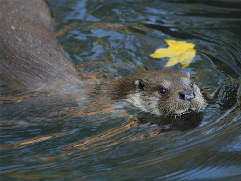 Der heimliche Wassergeist: Das faszinierende Leben des Fischotters