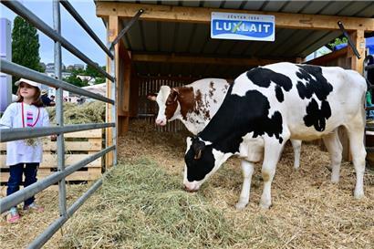 Wo kommt die Milch her? Rund 3.000 Kinder und Jugendliche besuchen am Freitag Ettelbrück und erhalten bei der „Foire agricole“ und LUGA einen breiten Einblick in Luxemburgs Landwirtschaft.
