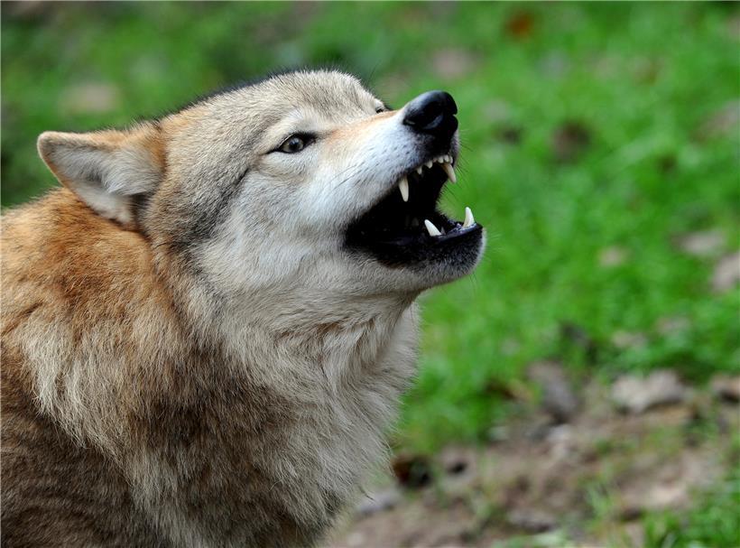 Wölfe verfügen über ein hervorragendes Hör- und Sehvermögen
