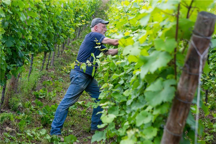 Wohin steuert die Weinbranche in Luxemburg, in Europa und weltweit? Fakt ist, ein „Weiter so“ wie bisher kann es nicht mehr geben. Das hat nicht zuletzt die Pandemie alle Beteiligten gelehrt.
