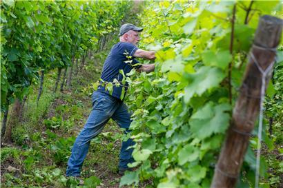 Wohin steuert die Weinbranche in Luxemburg, in Europa und weltweit? Fakt ist, ein „Weiter so“ wie bisher kann es nicht mehr geben. Das hat nicht zuletzt die Pandemie alle Beteiligten gelehrt.

