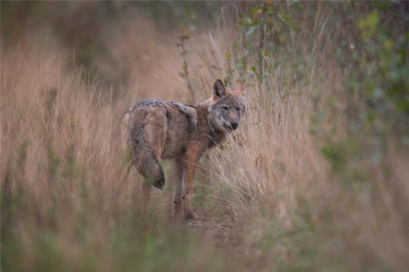 Wolf aus der zentraleuropäischen Population
