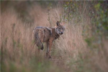 Wolf aus der zentraleuropäischen Population

