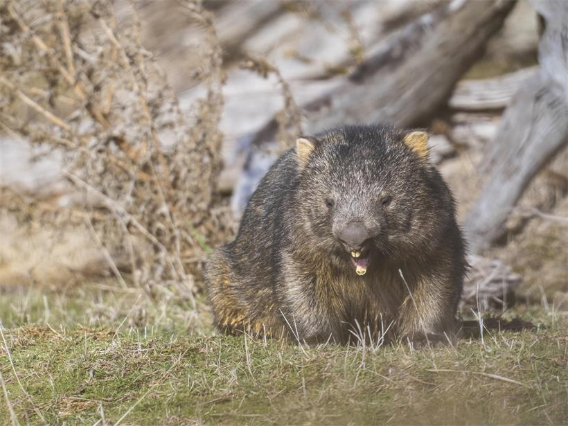 Wombats sitzen und schlafen im Winter auch tagsüber draußen, um sich in der Sonne aufzuwärmen. Die scharfen Zähne werden auch zur Verteidigung der Reviere genutzt.