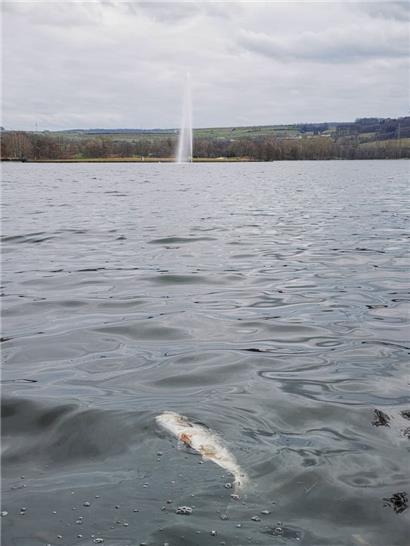 Zahlreiche Silberkarpfen treiben leblos im Echternacher See
