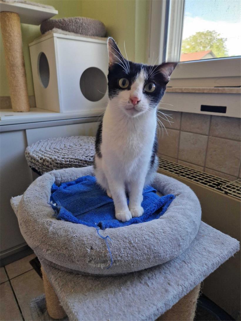 Zazi guckt neugierig in die Kamera – sie sucht aktuell noch nach einer neuen Familie
