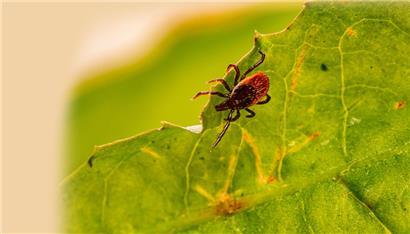 Zecken sind zähe kleine Biester, die den Winter meist gut überstehen
