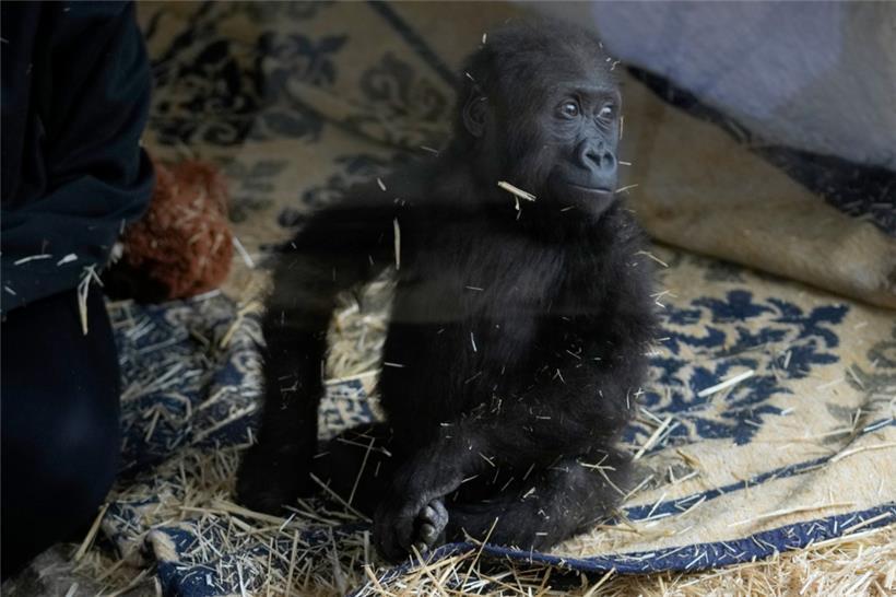Zeytin, ein fünf Monate altes Gorillakind, das am Istanbuler Flughafen gerettet wurde, in einem speziell eingerichteten Bereich eines Zoos in Istanbul

