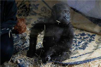 Zeytin, ein fünf Monate altes Gorillakind, das am Istanbuler Flughafen gerettet wurde, in einem speziell eingerichteten Bereich eines Zoos in Istanbul
