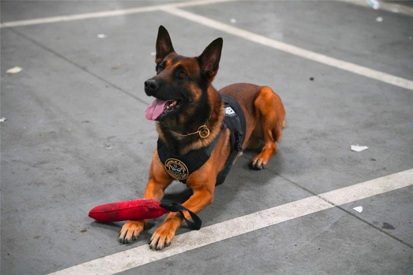 Zoll-Diensthund Kobe hat im Januar einen Koffer voll Geld am Luxemburger Flughafen entdeckt
