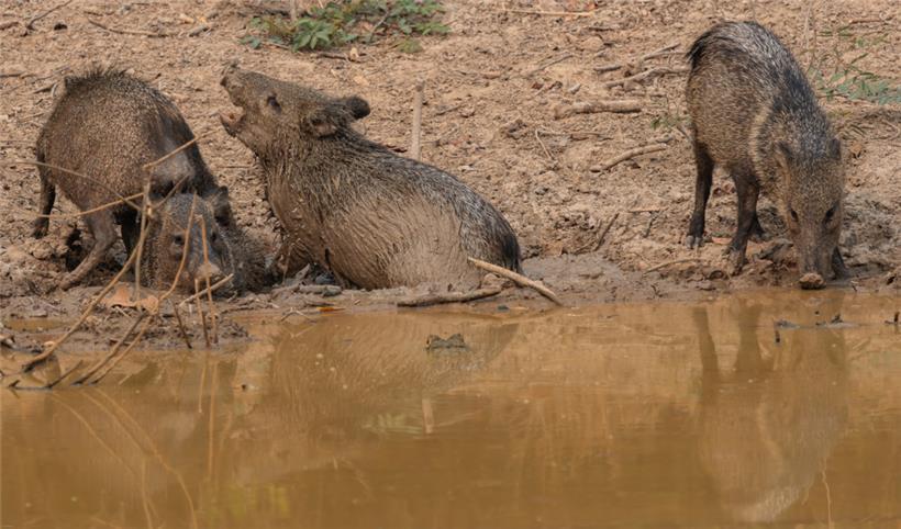 Zuerst wird der Durst gestillt, dann gibt es ein ausgiebiges Schlammbad
