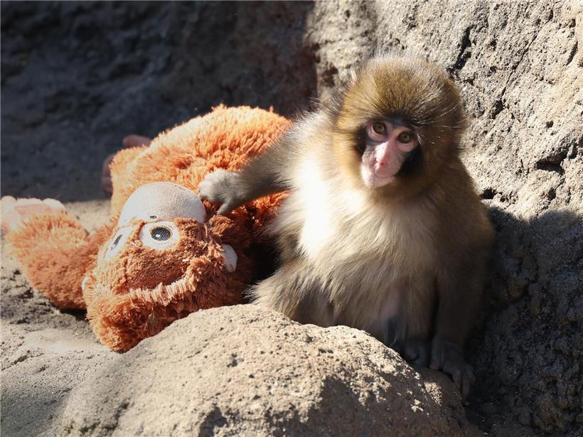 Kind umarmt Plüschtier als emotionale Zuflucht – berührende Geschichte, die weltweit Millionen Menschen bewegt