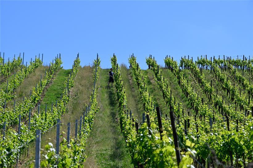 Zumindest wurde Cédric am vergangenen Freitag im Weinberg von niemandem gestört
