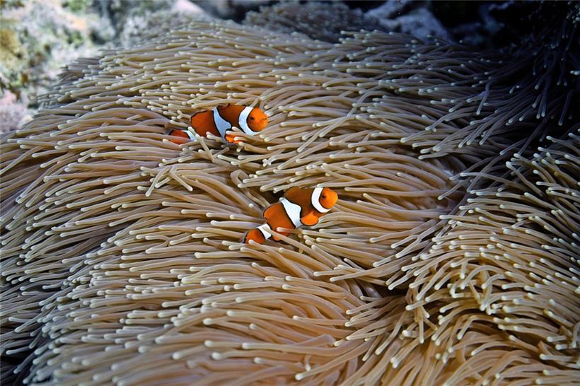 Zwei Clownfische schwimmen in einer Anemone am Moore Reef in Gunggandji Sea Country vor der Küste von Queensland. Das Great Barrier Reef, das durch die Auswirkungen des Klimawandels zwar geschädigt, aber nicht zerstört wurde, gibt Anlass zu Hoffnung und Besorgnis gleichermaßen, denn die Forscher versuchen zu verstehen, wie es in einer sich erwärmenden Welt überleben…

