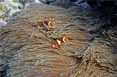 Zwei Clownfische schwimmen in einer Anemone am Moore Reef in Gunggandji Sea Country vor der Küste von Queensland. Das Great Barrier Reef, das durch die Auswirkungen des Klimawandels zwar geschädigt, aber nicht zerstört wurde, gibt Anlass zu Hoffnung und Besorgnis gleichermaßen, denn die Forscher versuchen zu verstehen, wie es in einer sich erwärmenden Welt überleben…
