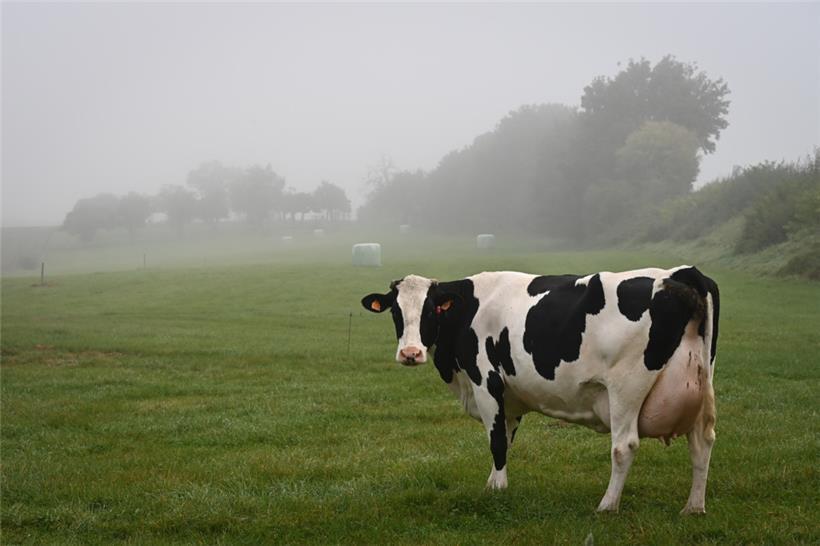 Zwei Kühe haben auf der N7 einen Unfall ausgelöst
