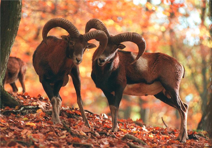 Zwei Mufflons (Symbolbild)
