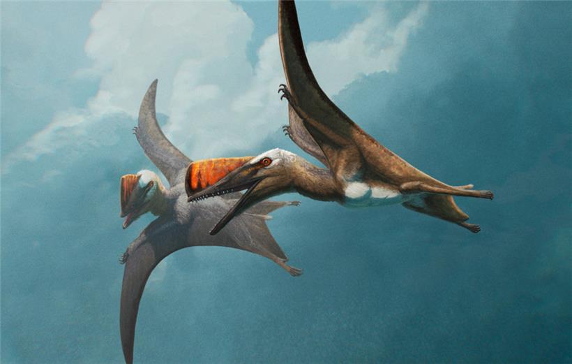 Zwei Skiphosoura bavarica im Flug. Flugsaurier waren Giganten der Lüfte.
