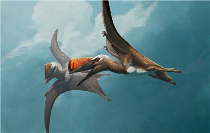 Zwei Skiphosoura bavarica im Flug. Flugsaurier waren Giganten der Lüfte.
