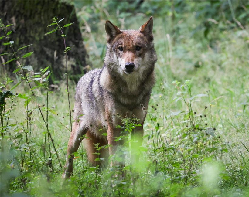 Zwei Wölfinnen im Ösling greifen gerissene Schafe an, Wolfsschutz und Nutztiermanagement in Luxemburg.