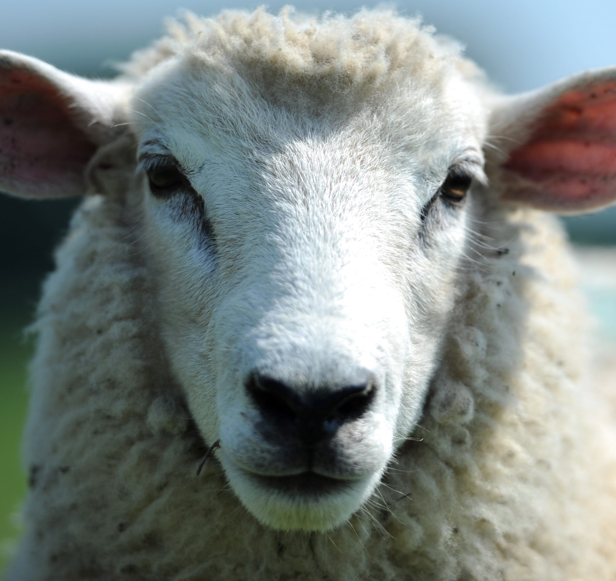 Verirrtes Schaf gefährdet Straßenverkehr