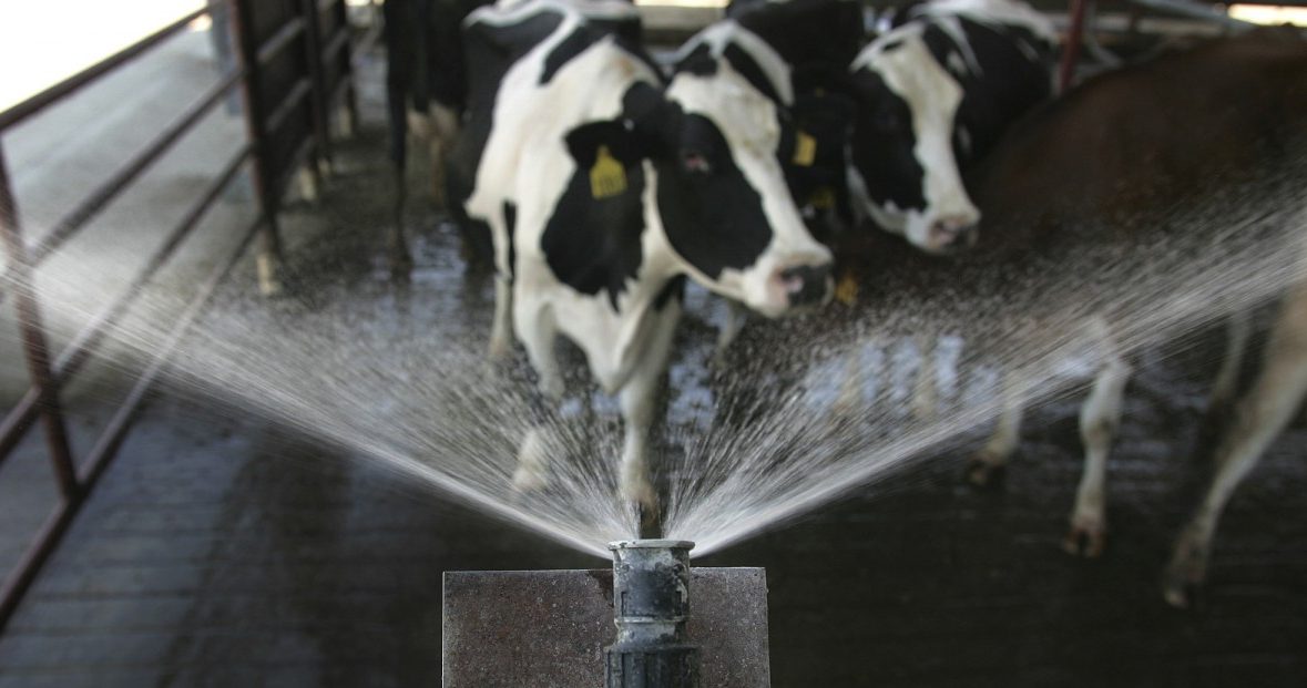 Glücksgefühle machen Milchkühe zu „Cash Cows“