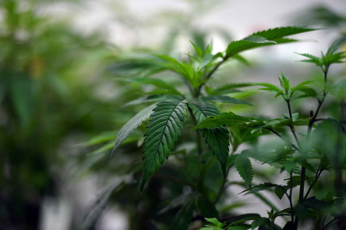 Cannabisplantage im Saarland entdeckt