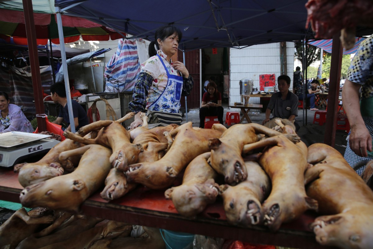 Bali will Verzehr von Hundefleisch stoppen