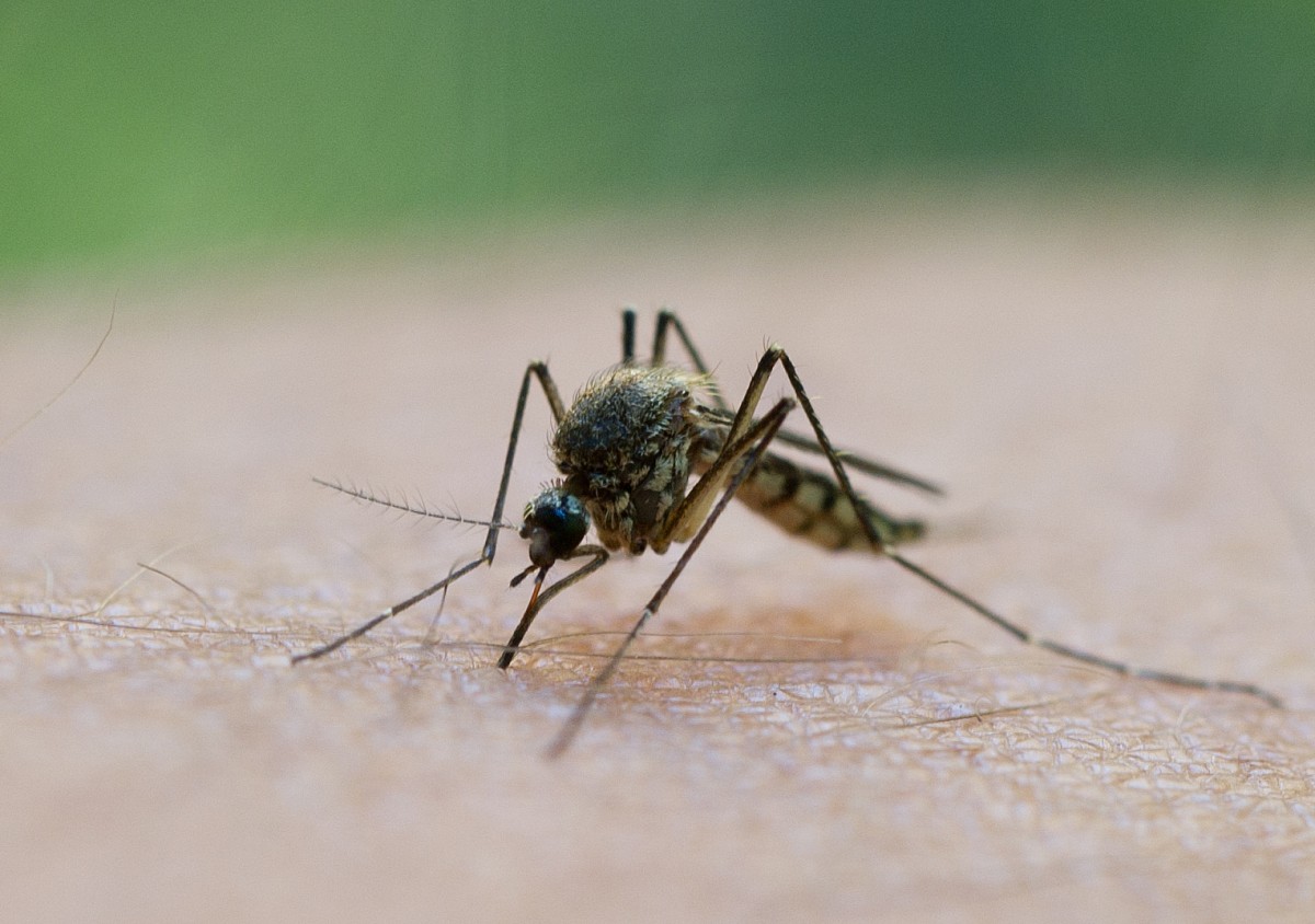 Was nach einem Mückenstich wirklich hilft