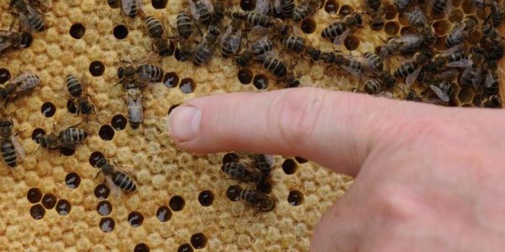 Bienenkrankheit in Bascharage entdeckt