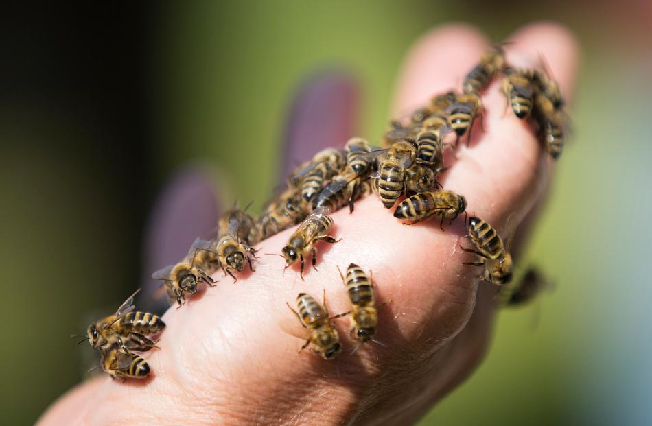 20 Schüler bei Bienenangriff verletzt
