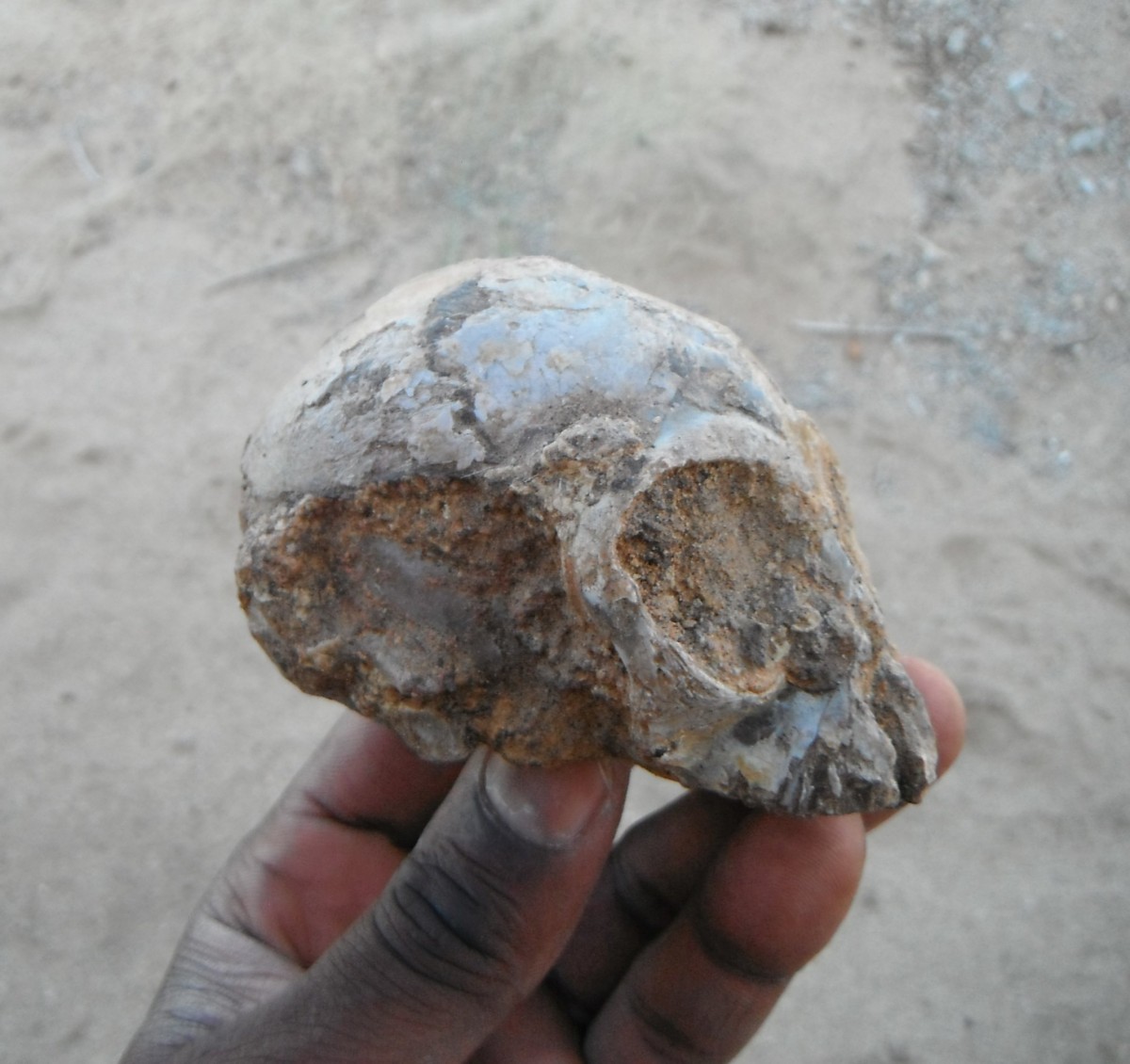 Forscher finden 13 Millionen Jahre alten Schädel