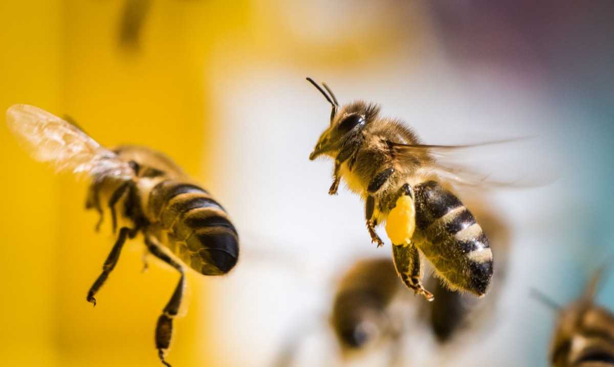 Hoffnung für Luxemburgs Bienen