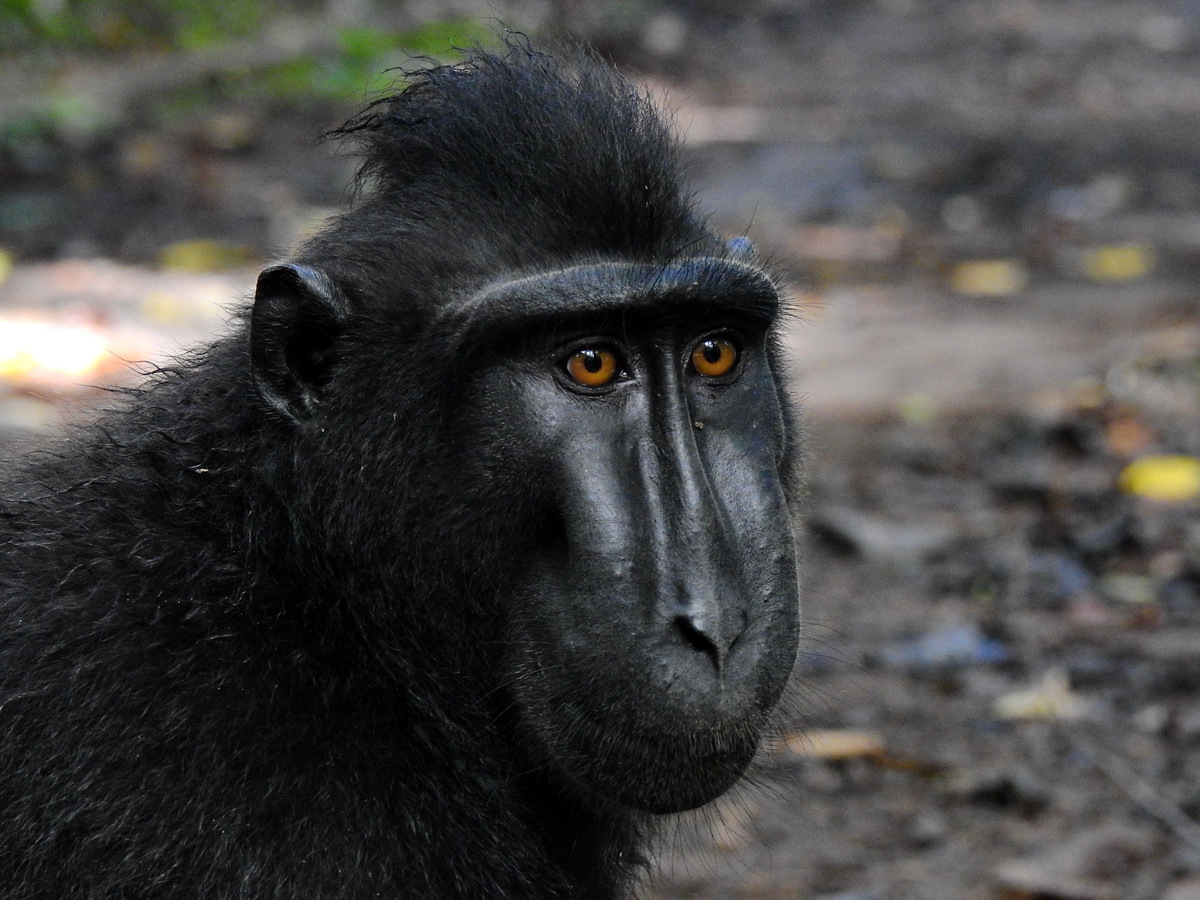 Bizarrer Streit um Affen-Selfie